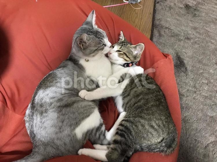 2匹の猫 猫,ペット,子猫の写真素材