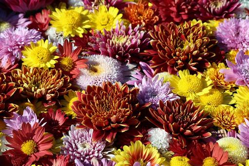 菊の花テクスチャ 菊,花,色とりどりの写真素材