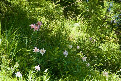 ササユリ 笹百合,初夏,夏の写真素材