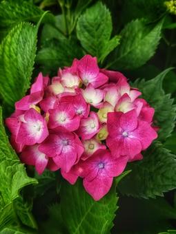 赤い紫陽花の写真