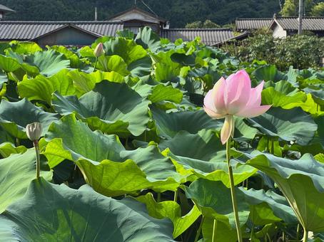 蓮 蓮 蓮,花,8月の写真素材