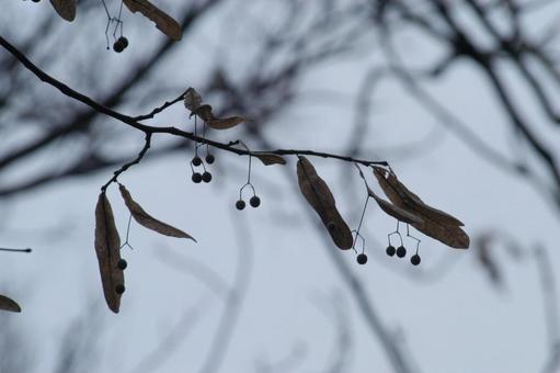 Photo, 열매, 실제, 겨울, 