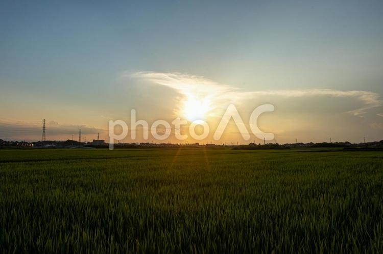 田園の夕景／埼玉県伊奈町 田,田園,たんぼの写真素材