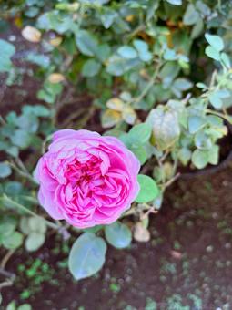 薔薇 薔薇の写真