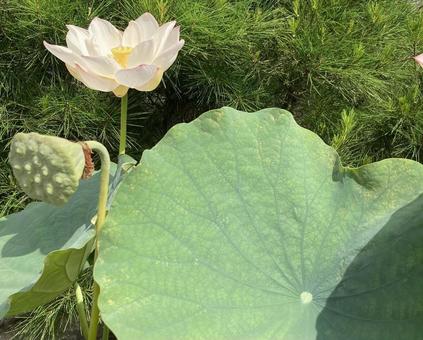 蓮の花 蓮の花の写真