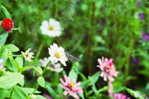 白いジニアに蜜を吸うセセリチョウ 白いジニアに蜜を吸うセセリチョウ 百日草,ジニア,花の写真素材
