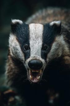 野生の表情:アナグマのクローズアップ 野生の表情:アナグマのクローズアップの写真