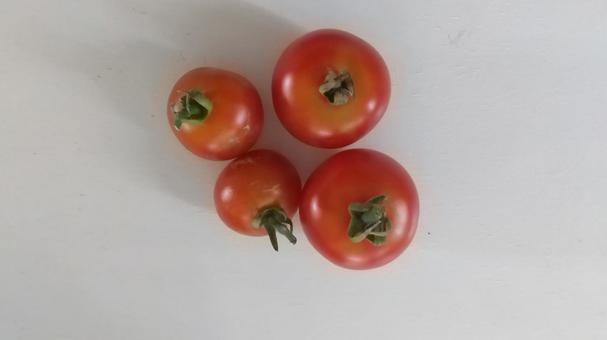 中玉トマトとミニトマト 中玉トマトとミニトマトの写真