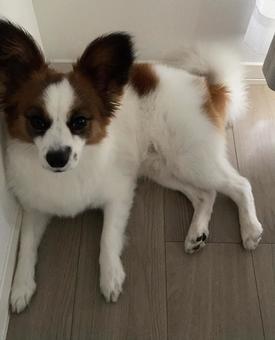 Photo, papillon, dog, pet dog, 