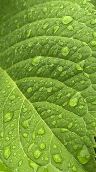 Photo, rain, natural, raindrops, 
