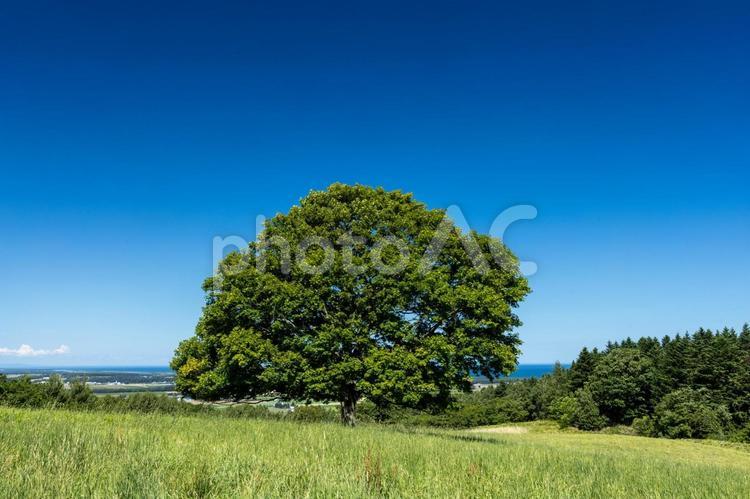 丘の上の一本木 いなか,きれい,のどかの写真素材