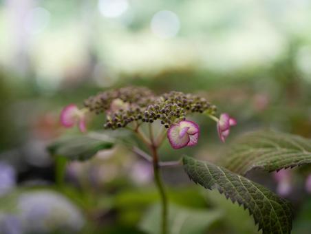 ヤマアジサイ ヤマアジサイ 紫陽花,アジサイ,あじさいの写真素材