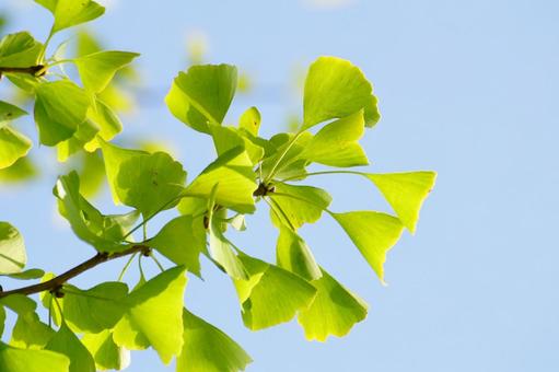 イチョウの葉 イチョウ,葉,黄葉の写真素材