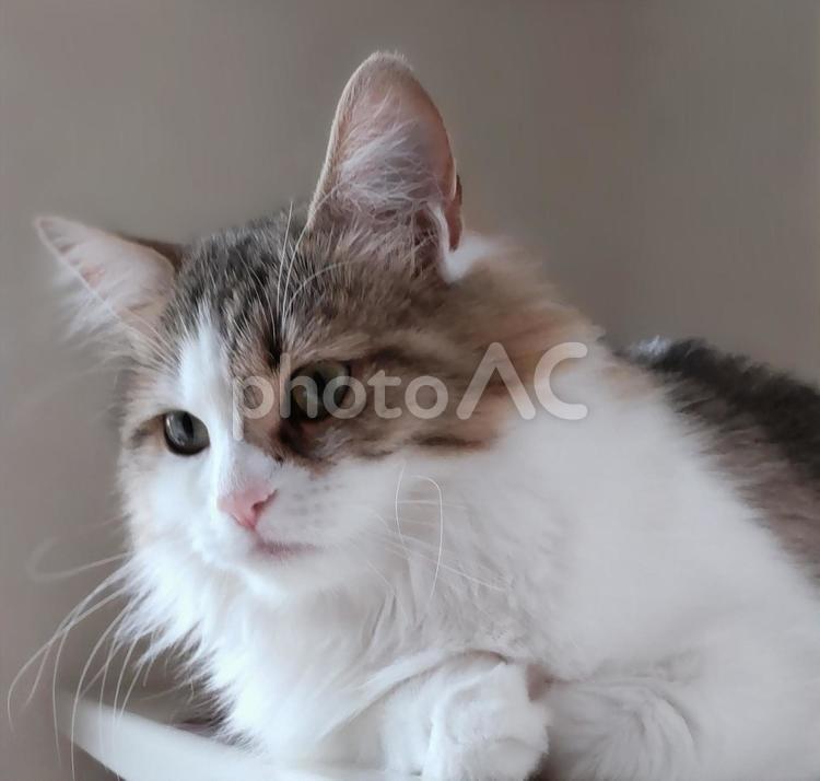 じっと見つめる猫 猫,ふわふわ,かわいいの写真素材