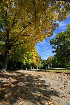 富山市稲荷公園の紅葉 秋,風景,紅葉の写真素材