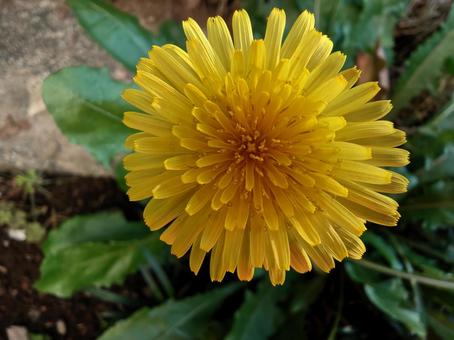 たんぽぽ 黄色,黄色い花,雑草の写真素材