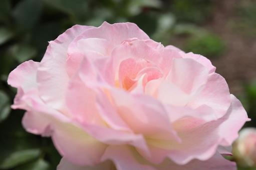 バラ園にて淡い色の薔薇を撮影しました バラ園にて淡い色の薔薇を撮影しましたの写真