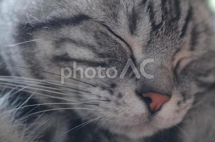 アメショーの寝顔 ネコ,アメリカンショートヘア,ねこの写真素材
