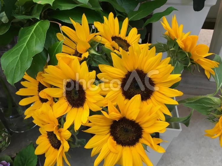 ひまわりの花たち ひまわり,ヒマワリ,向日葵の写真素材