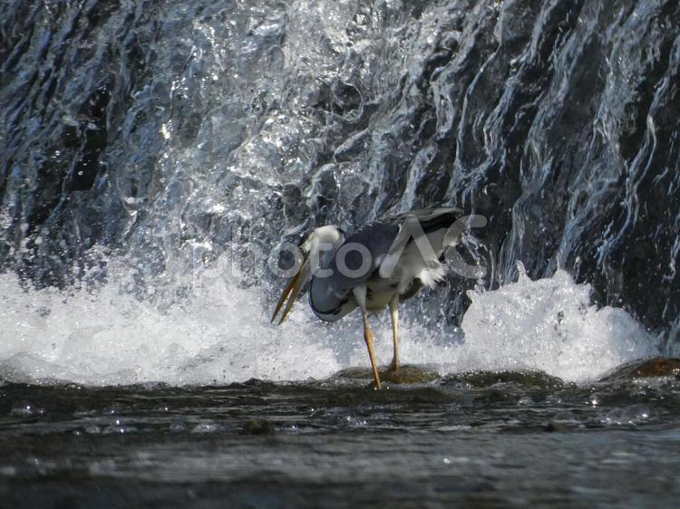 水を飲むアオサギ 鳥,野鳥,アオサギの写真素材
