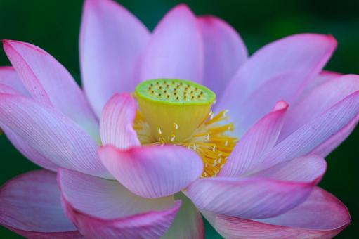 蓮の花 蓮の花 ハス,蓮,古代蓮の写真素材