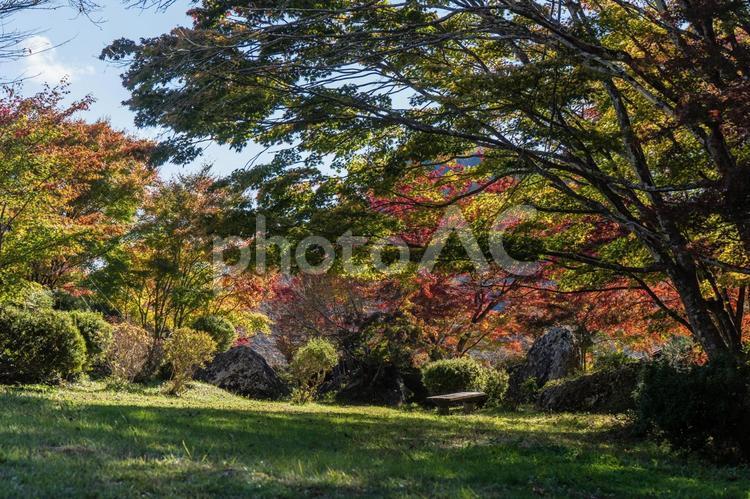 紅葉の木とベンチ３（きみまち阪公園） 紅葉,木,ベンチの写真素材