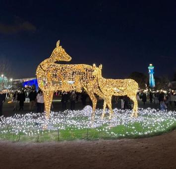 鹿のイルミネーション イルミネーション,鹿,夜景の写真素材