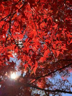 紅葉　木漏れ日の写真