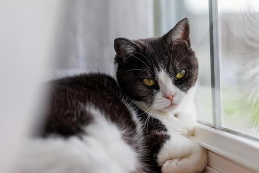 窓辺の猫 マンチカン,猫,窓の写真素材