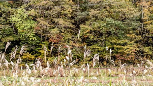 Japanese silver grass and autumn leaves starting to turn color, JPG