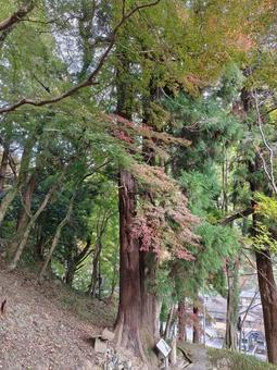 奈良県-長谷寺-二本の杉 長谷寺,寺,豊山の写真素材
