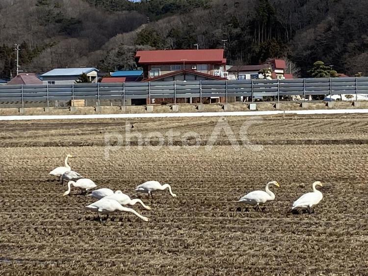 冬の田んぼと白鳥 冬,冬季,田の写真素材