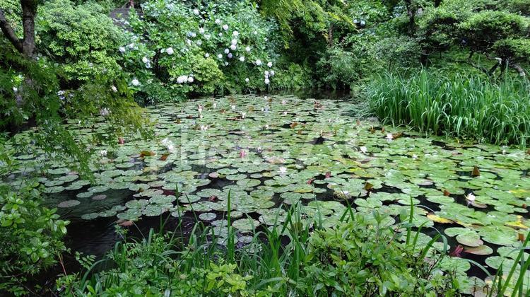 岩船寺のあじさいと水蓮 あじさい,アジサイ,紫陽花の写真素材