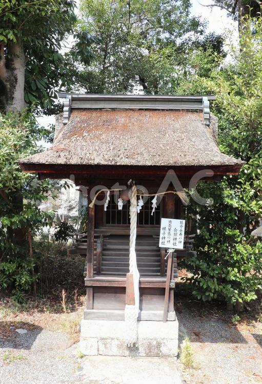 三尾神社　摂末社白髭神社・蛭子神社 三尾神社,白髭神社,蛭子神社の写真素材