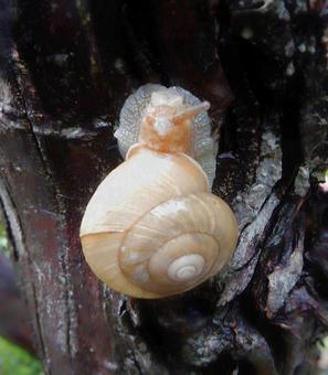 【生き物の写真】カタツムリの写真