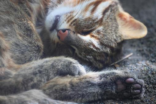 ツシマヤマネコの寝顔(肉球プニプニ) ツシマヤマネコの寝顔(肉球プニプニ) ツシマヤマネコ,ヤマネコ,アムールヤマネコの写真素材