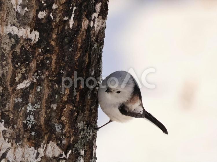 シマエナガ シマエナガ,野鳥,バードウォッチングの写真素材