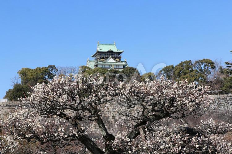 大阪城梅林5　2022.2.28 大阪城,梅林,梅の花の写真素材