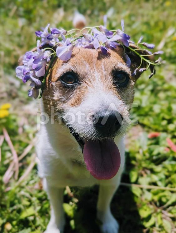 ママが藤の花のカチューシャつけてくれたの ジャックラッセルテリア,犬,小型犬の写真素材