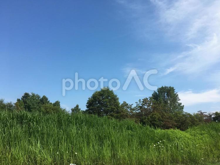 風景 風景 草,自然,夏の写真素材