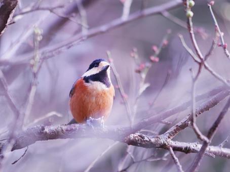 梅の枝に止まるヤマガラ 梅の枝に止まるヤマガラ 鳥,ヤマガラ,自然の写真素材