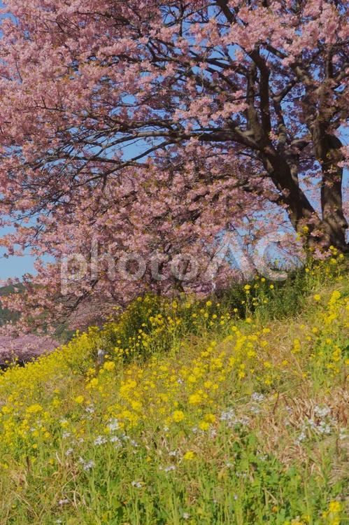 菜の花と桜 菜の花,桜,河津桜の写真素材