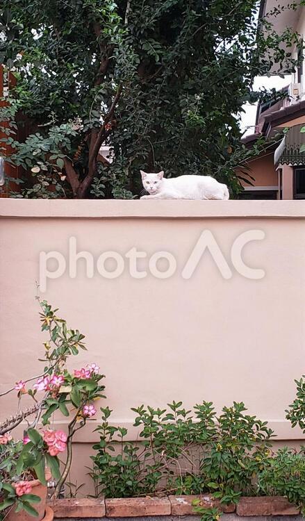 塀の上の白猫 白猫,野良猫,ノラ猫の写真素材