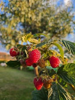 Raspberries in the garden, JPG
