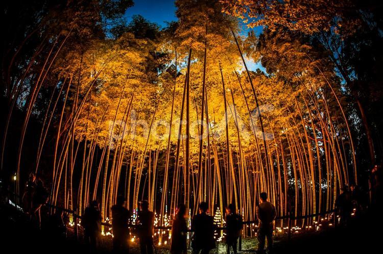 竹林の小径ライトアップ（小机城址市民の森） 竹林,ライトアップ,日本文化の写真素材