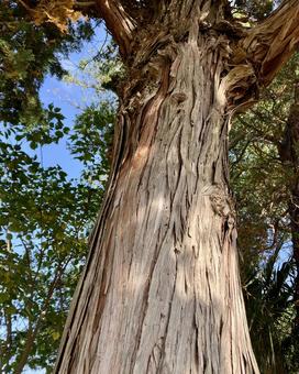 杉の木の幹 木,樹木,大きいの写真素材