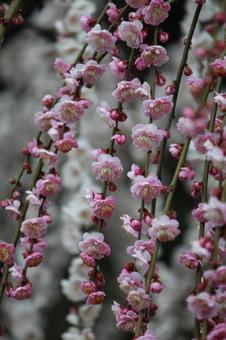 ウメの花 ウメの花の写真