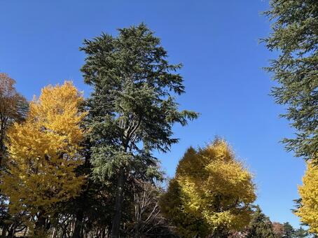 青空と黄色く色づく木々 イチョウ,銀杏,黄葉の写真素材