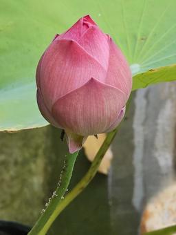 美しいピンクのハスのつぼみ 美しいピンクのハスのつぼみ ハス,蓮,花の写真素材