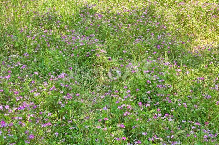 ピンクの花 畑,ピンクの花,花の写真素材
